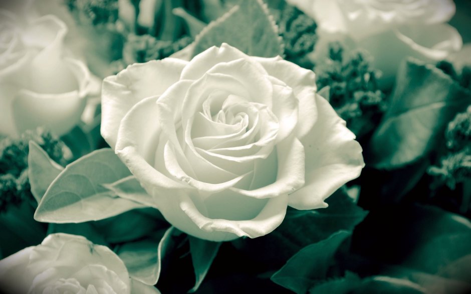 Пионовидная роза айвори