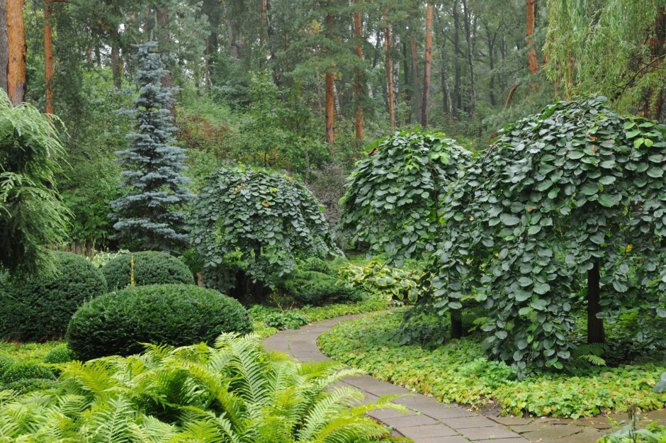 Владимир Колесников ландшафтный Архитектор