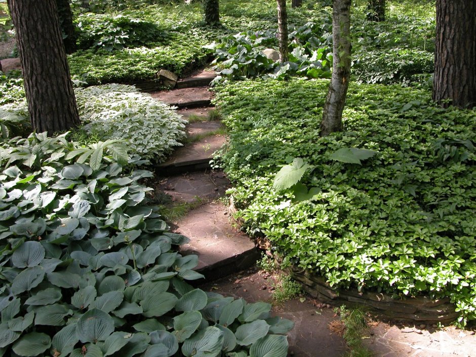 Колесник Владимир Затененный сад