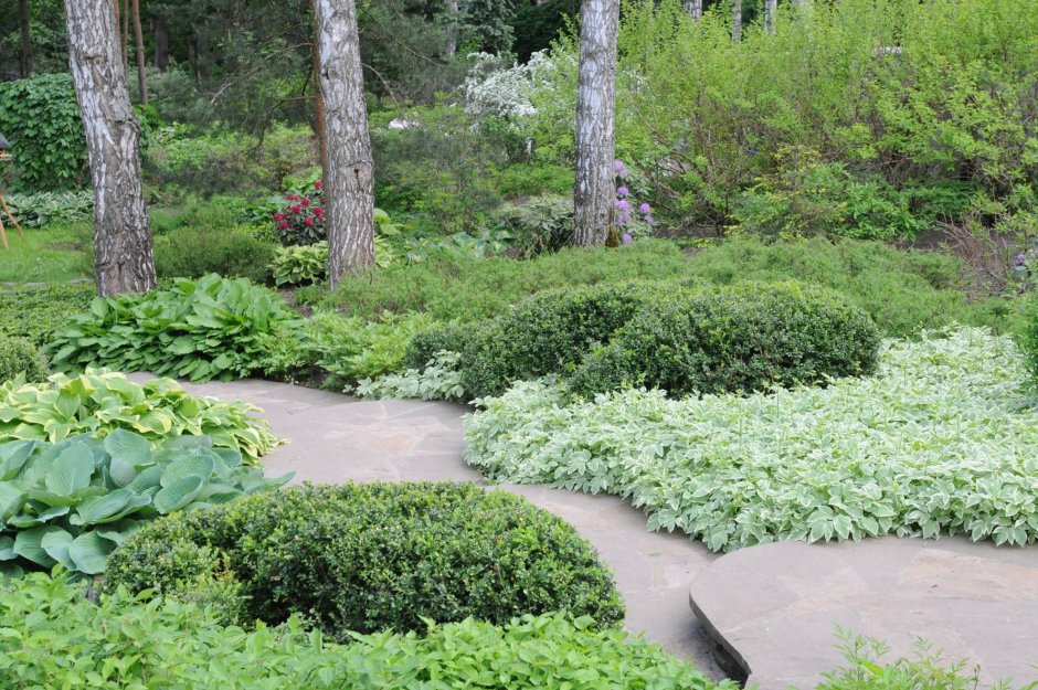 Теневые сады Колесника