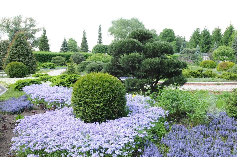 Ива ломкая шаровидная