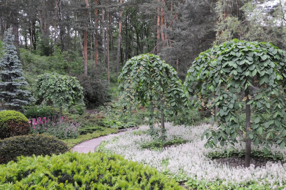 Владимир Колесников ландшафтный Архитектор