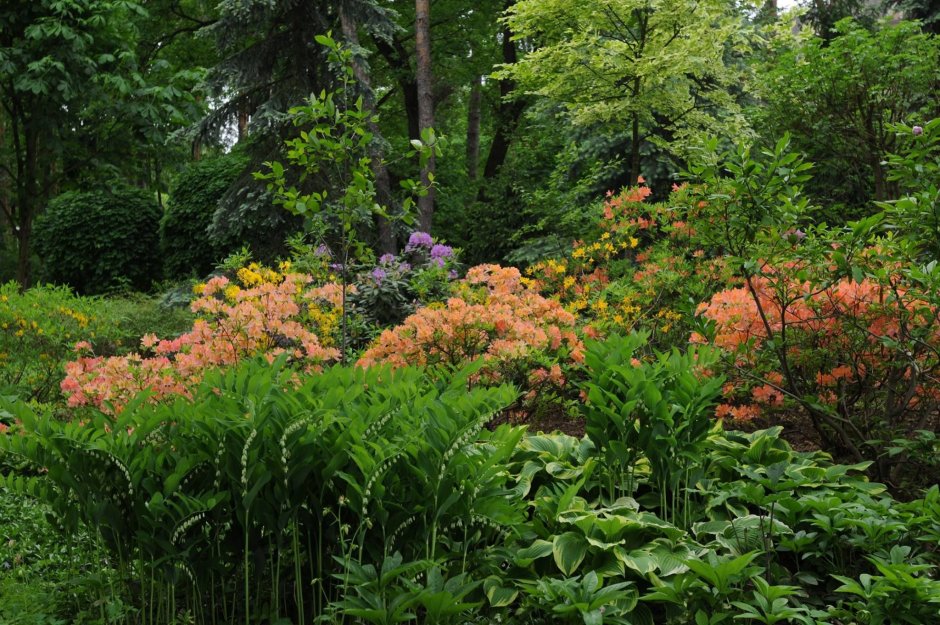 Лесные многолетники Колесников