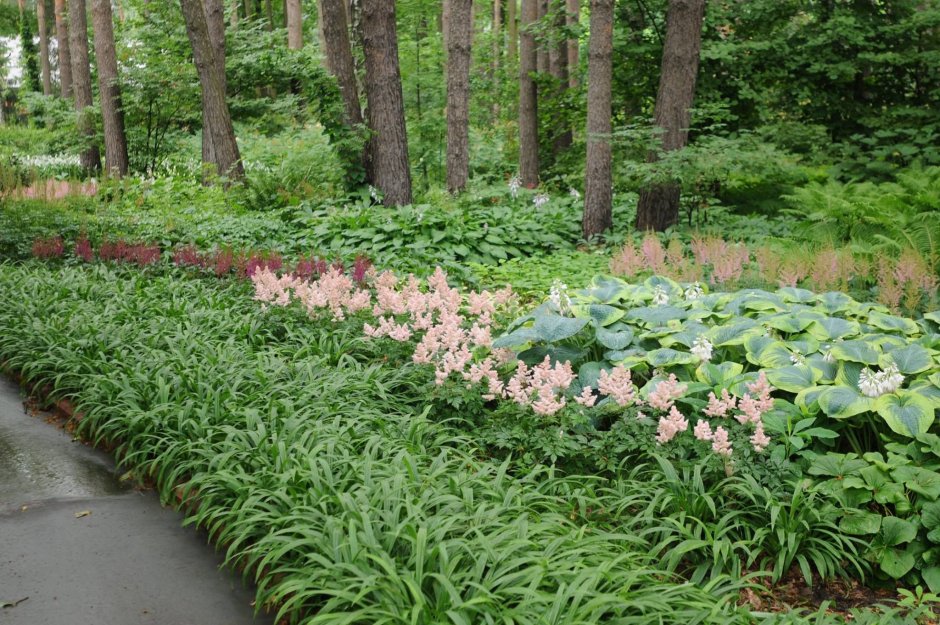 Ландшафт с хвойниками в стиле леса