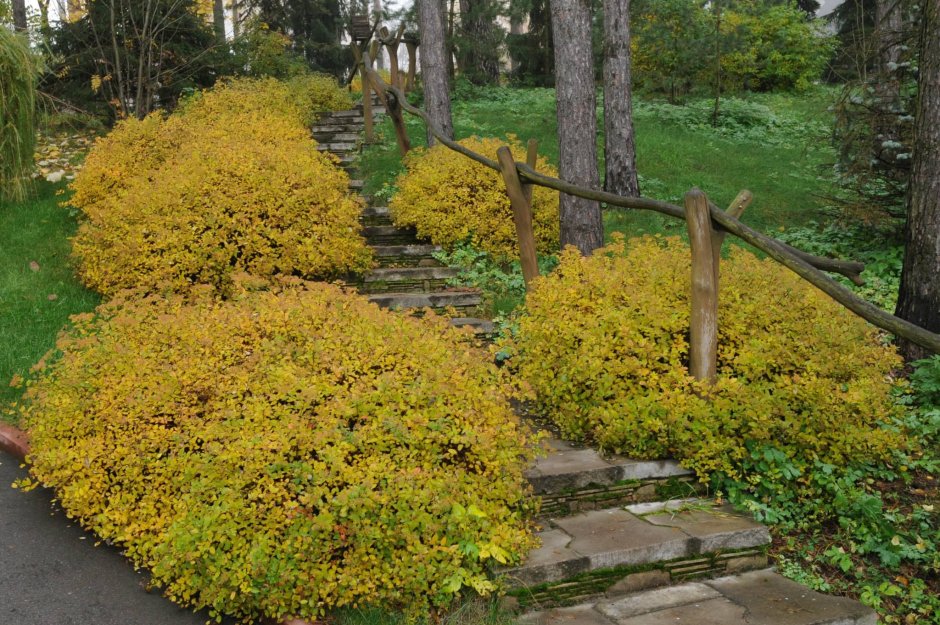 Декоративное Садоводство во Владимире
