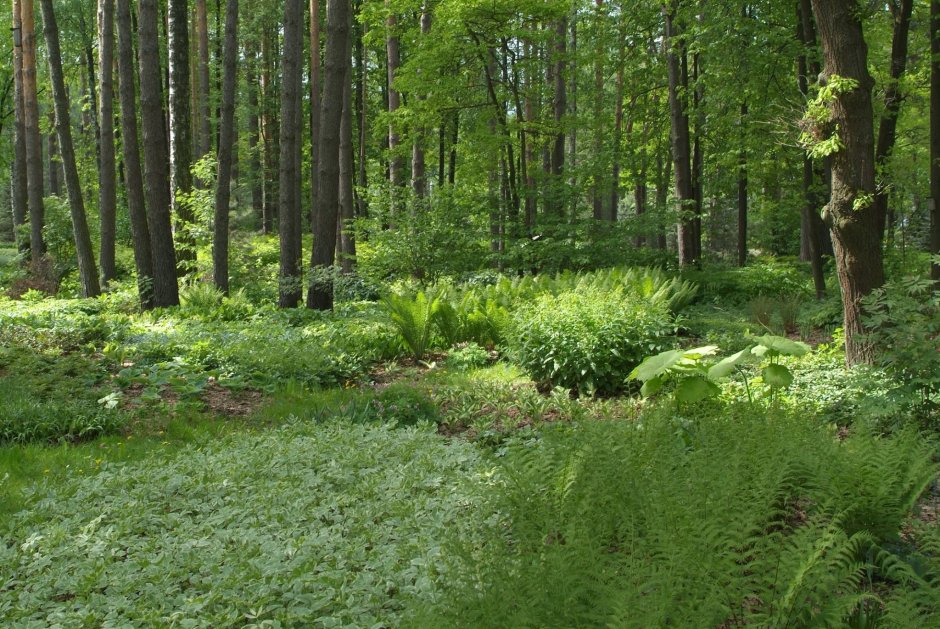 Разбитые газоны