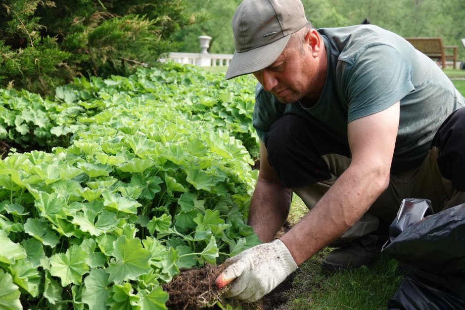 Розарий Оксаны Хлебородовой