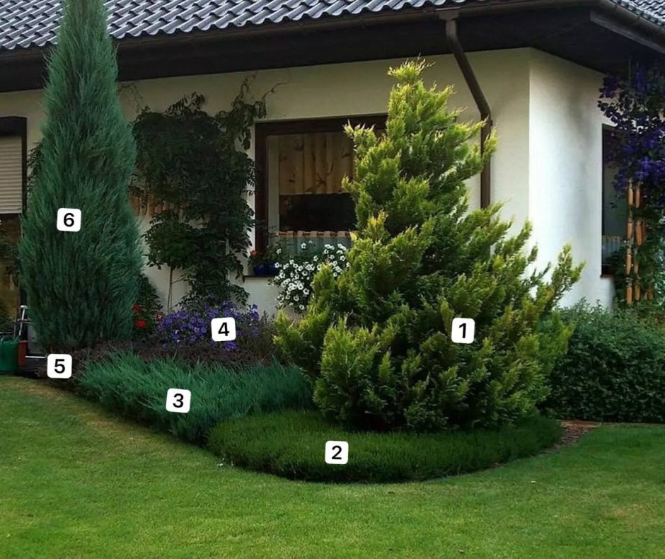 Можжевельник Блю миксбордер