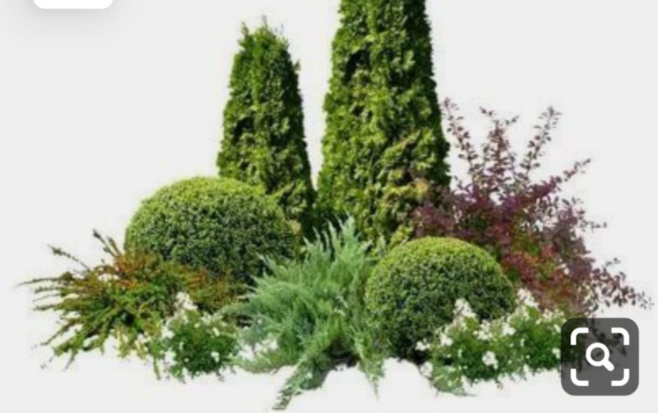 Туя Смарагд