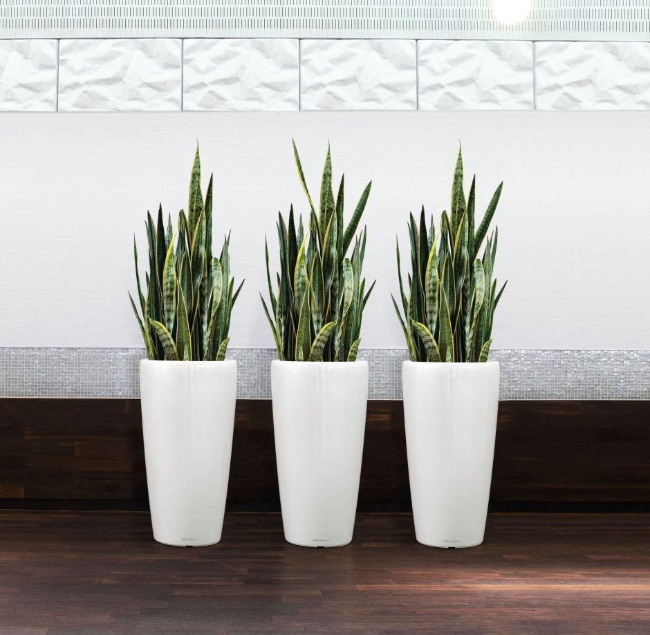 Сансевиерия икеа