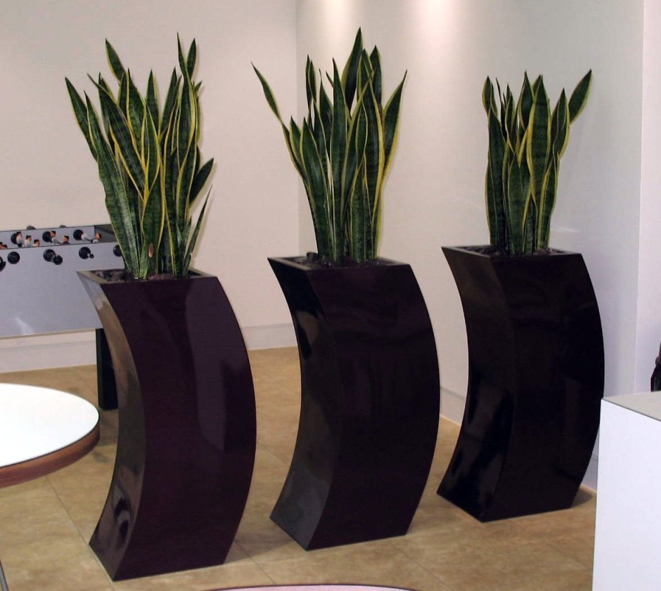 Сансевиерия Лауренти в интерьере