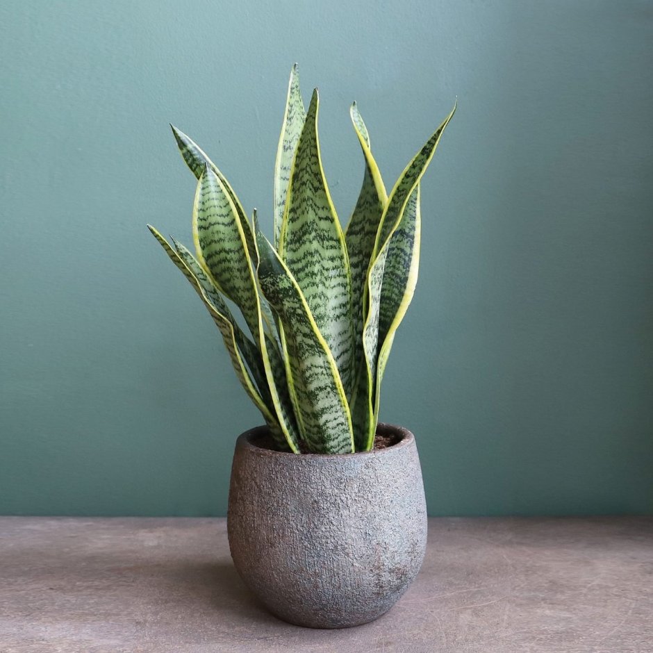 Сансевиерия фитодизайн