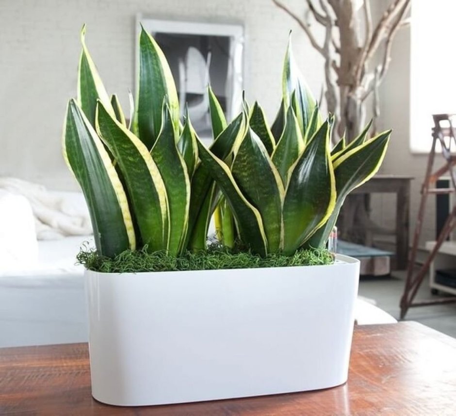 Сансевиерия плантс