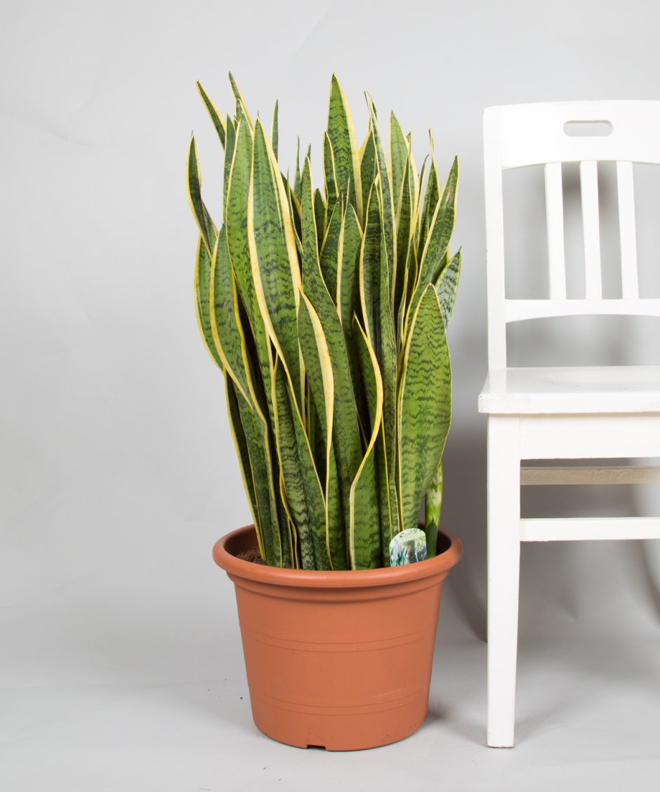 Сансевиерия Лауренти d17 h65