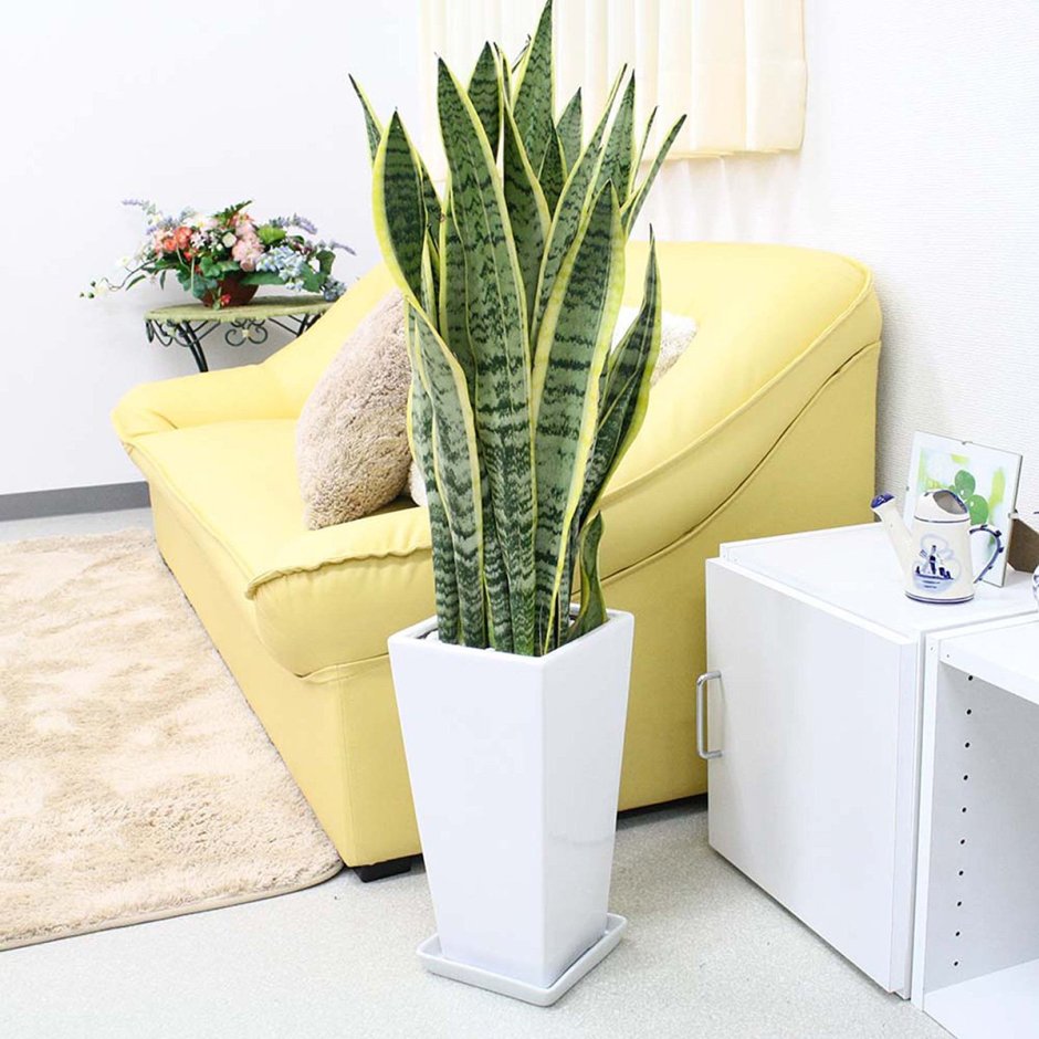 Lechuza Classico Сансевиерия