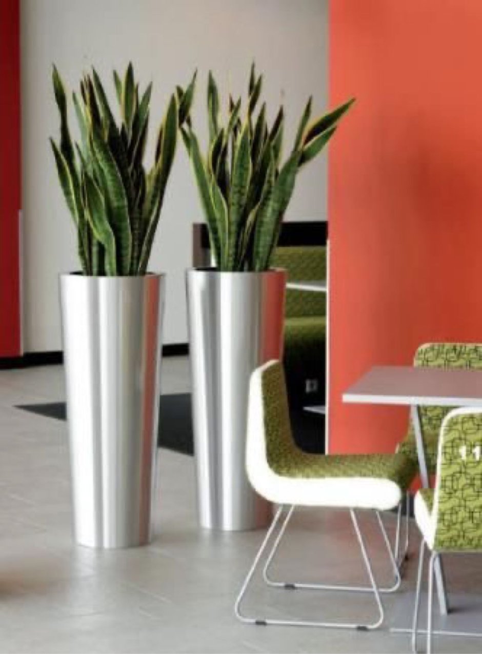 Сансевиерия Эстетика