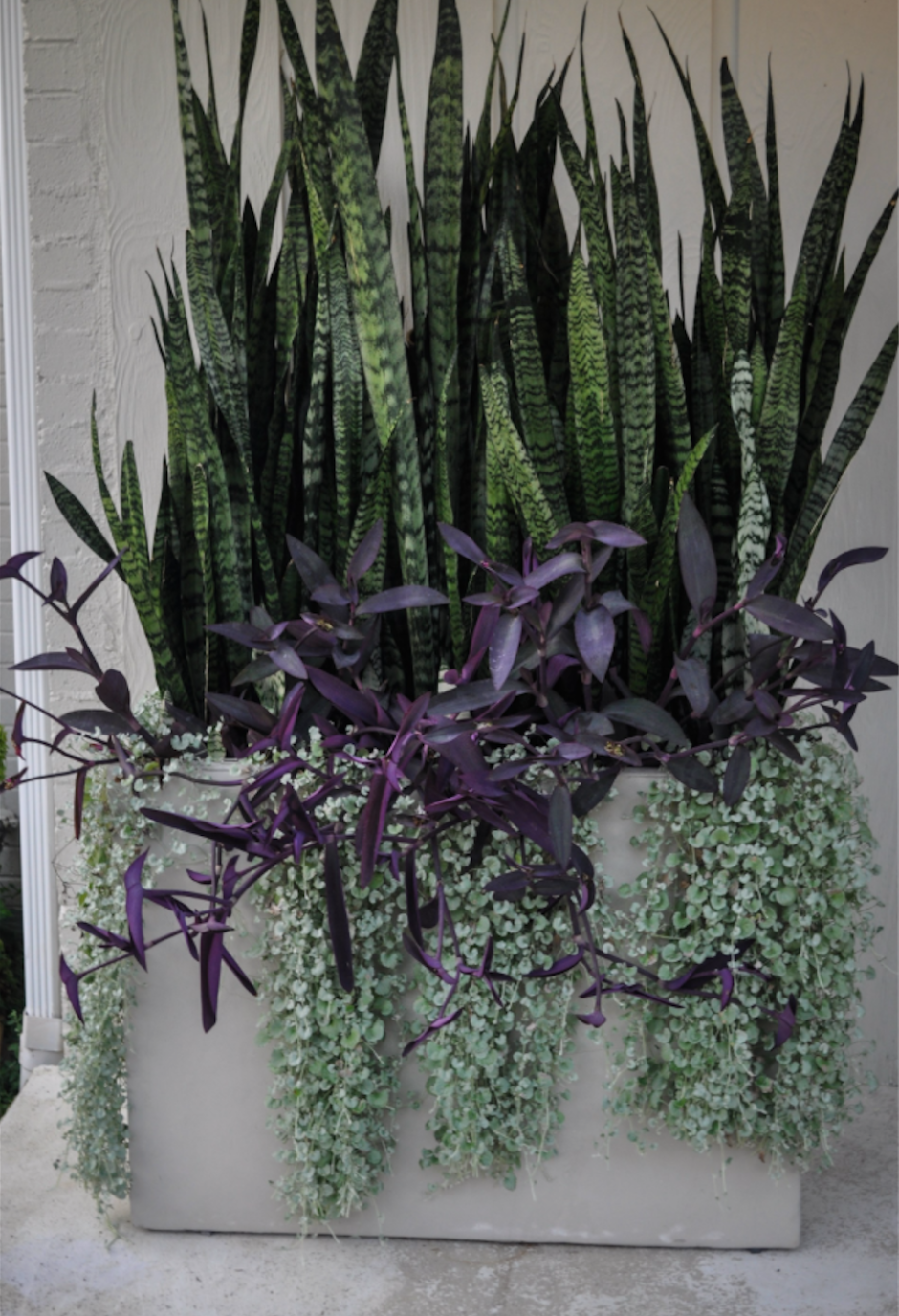 Сансевиерия Грин Пэррот