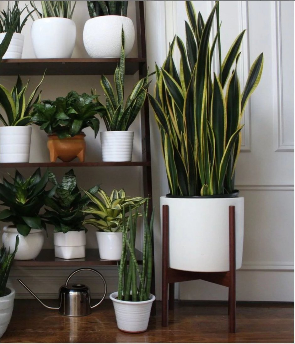 Сансевиерия Футура Суперба