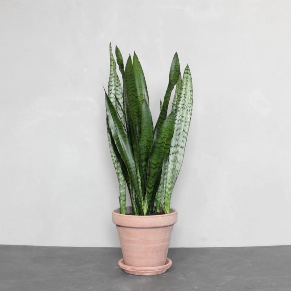 Суккулент Тещин