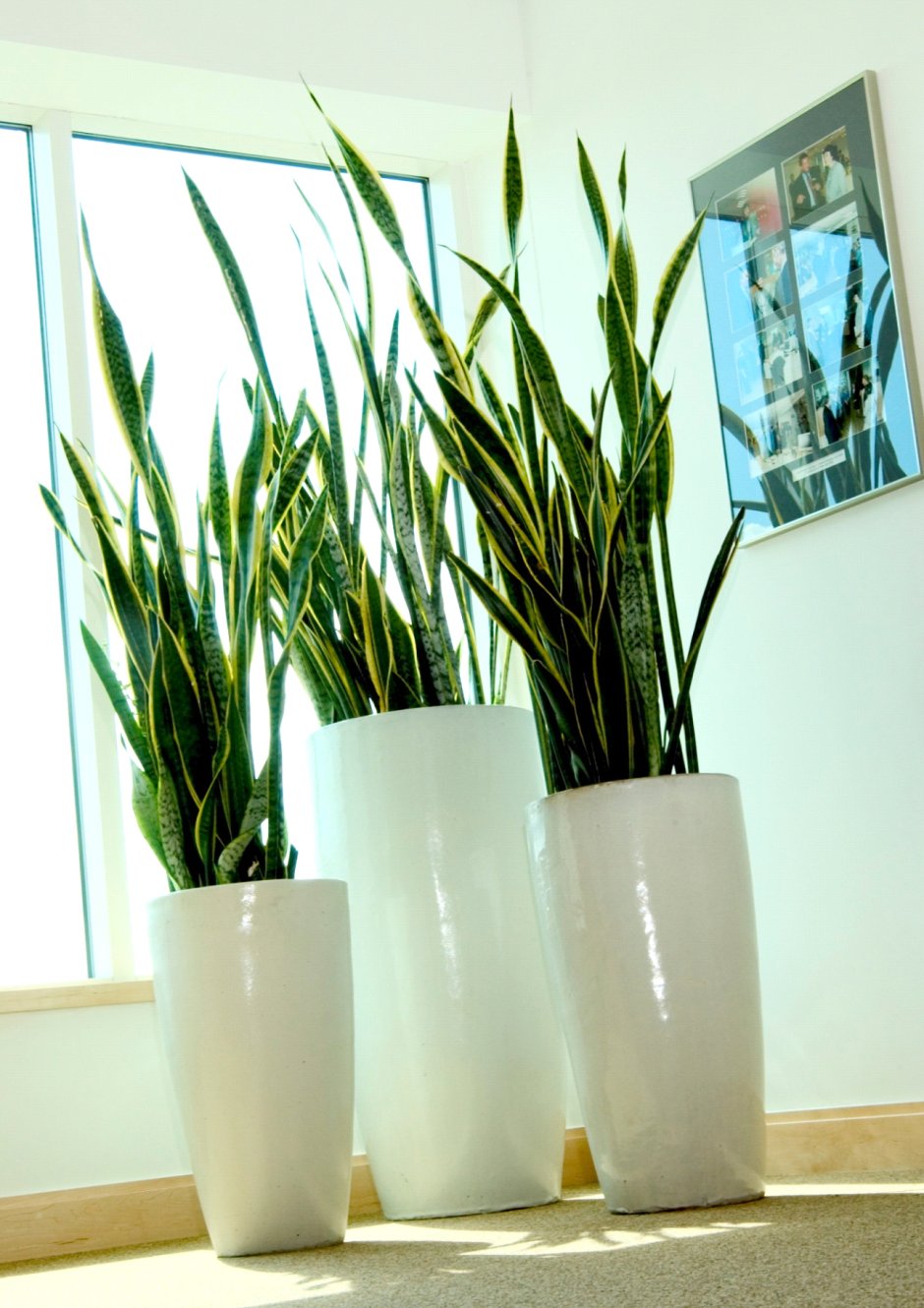 Тещин язык в высоких горшках