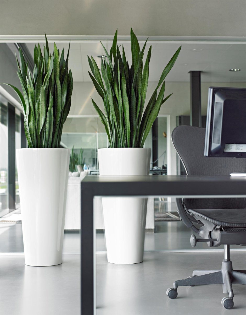 Сансевиерия Лауренти в интерьере