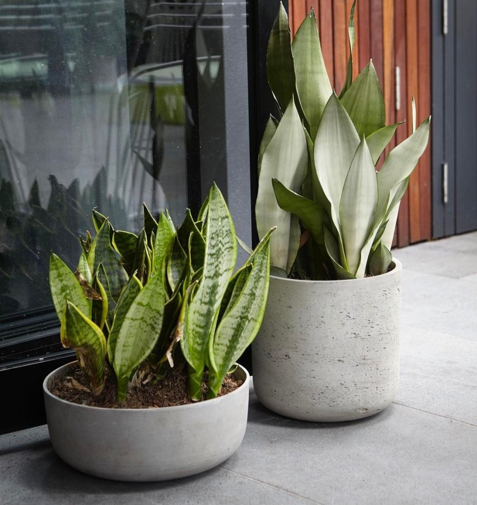 Сансевьера Лаурентия