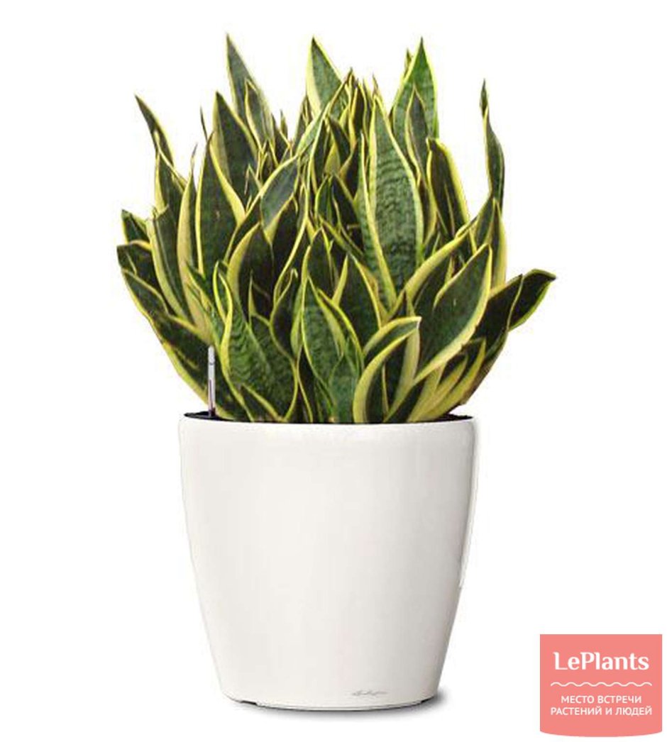 Сансевиерия цилиндрическая