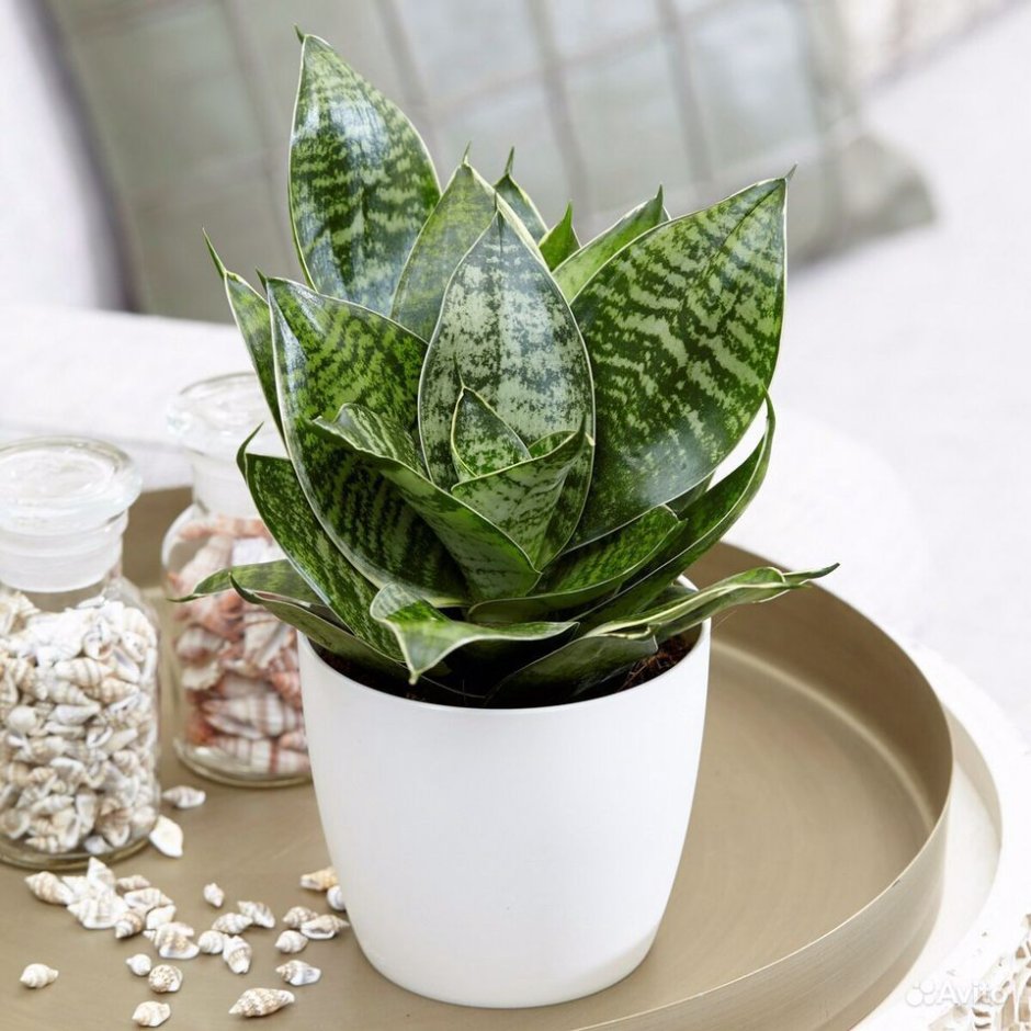 Сансевиерия спатифиллум