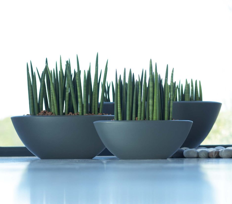 Сансевьера трехполосая