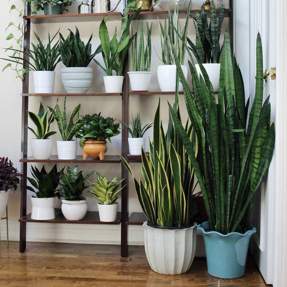 Сансевиерия трехполосная Ханни