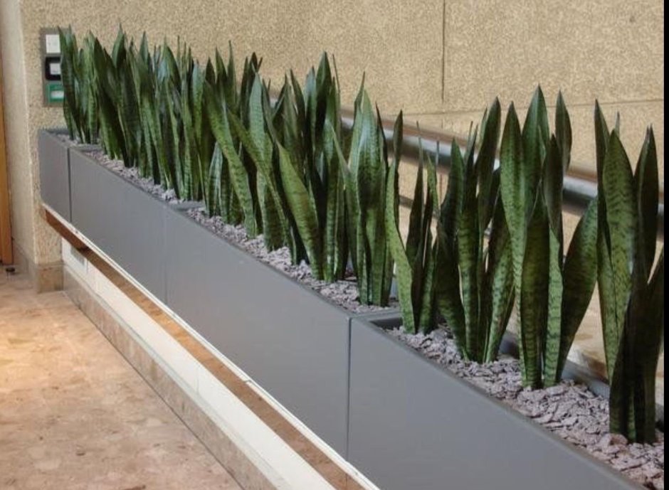 Хлорофитум и Сансевиерия