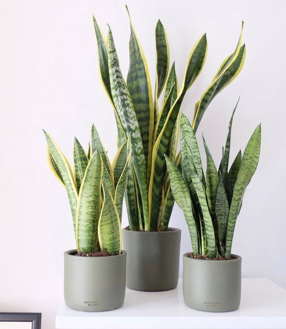 Сансевиерия Эстетика