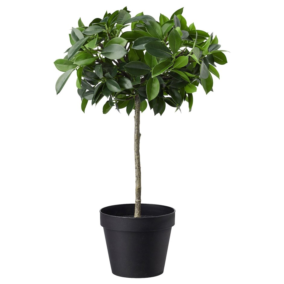 Фи́кус лирови́дный (лат. Ficus lyrata