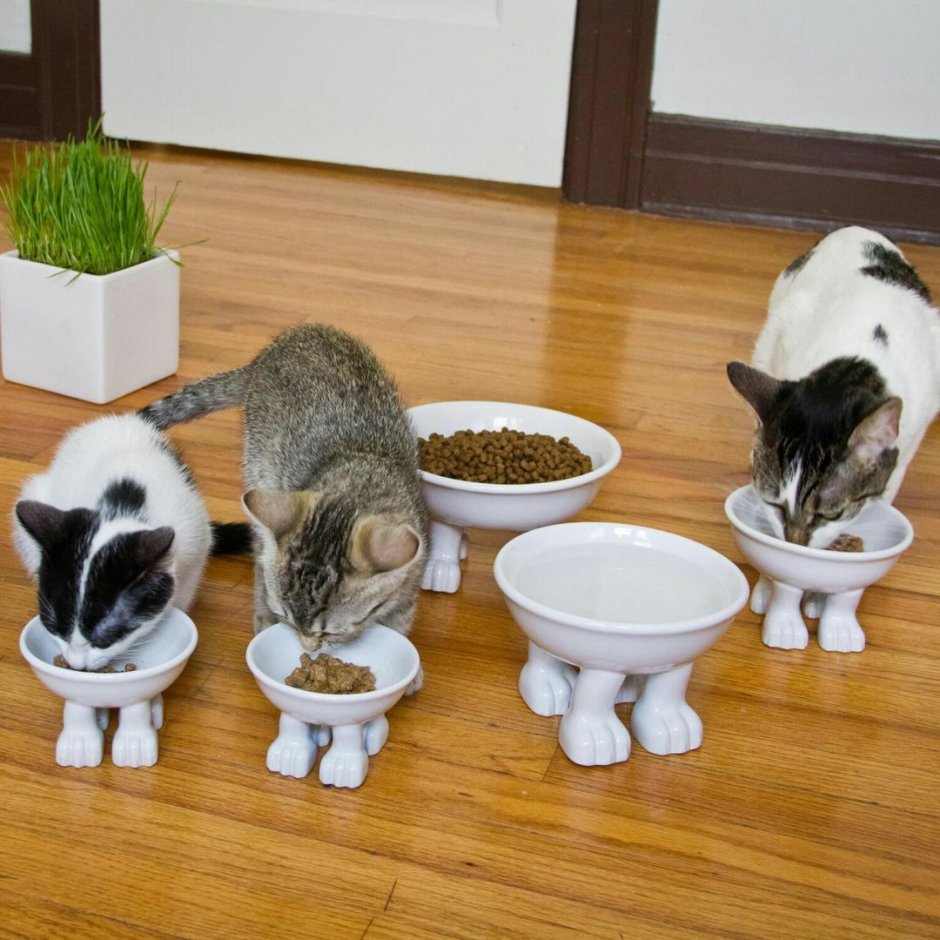 Миска для кошек