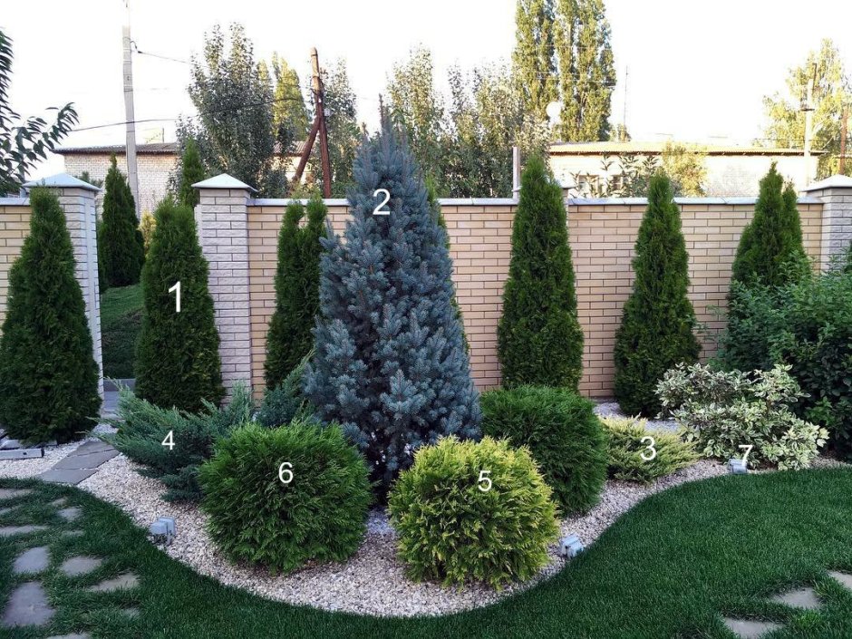 Хвойная клумба с туями Смарагд