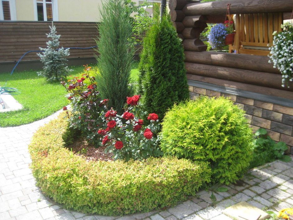 Туя Даника в миксбордере