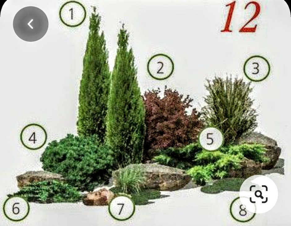 Миксбордер с туями и гортензиями