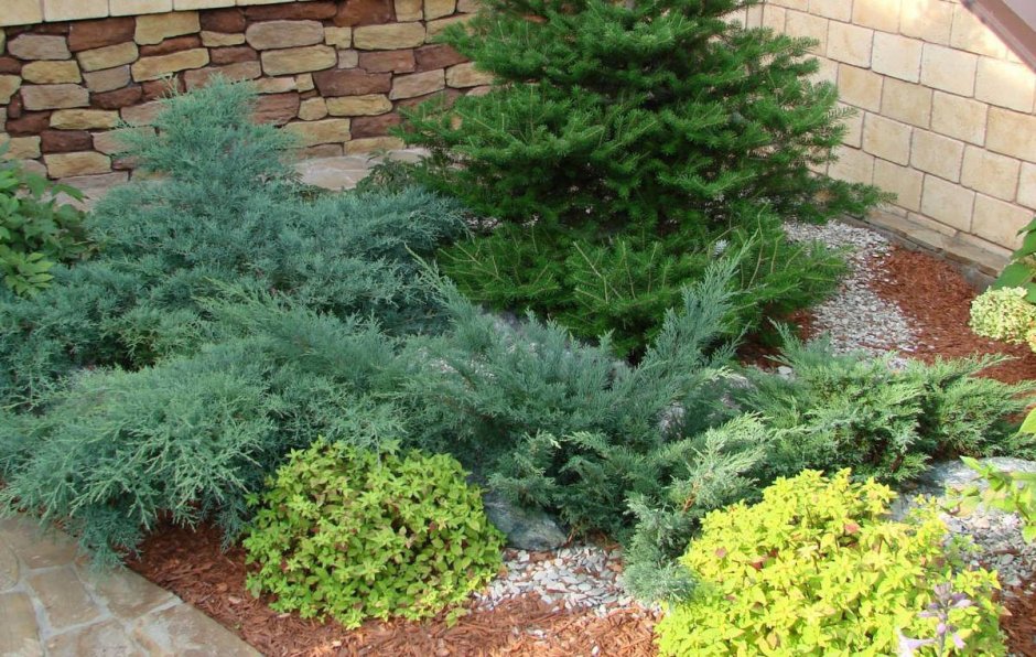 Туя Смарагд и можжевельники клумба