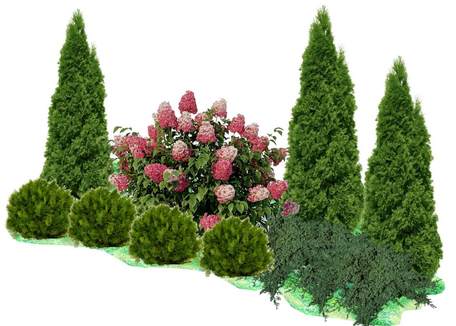 Миксбордер с туей Смарагд