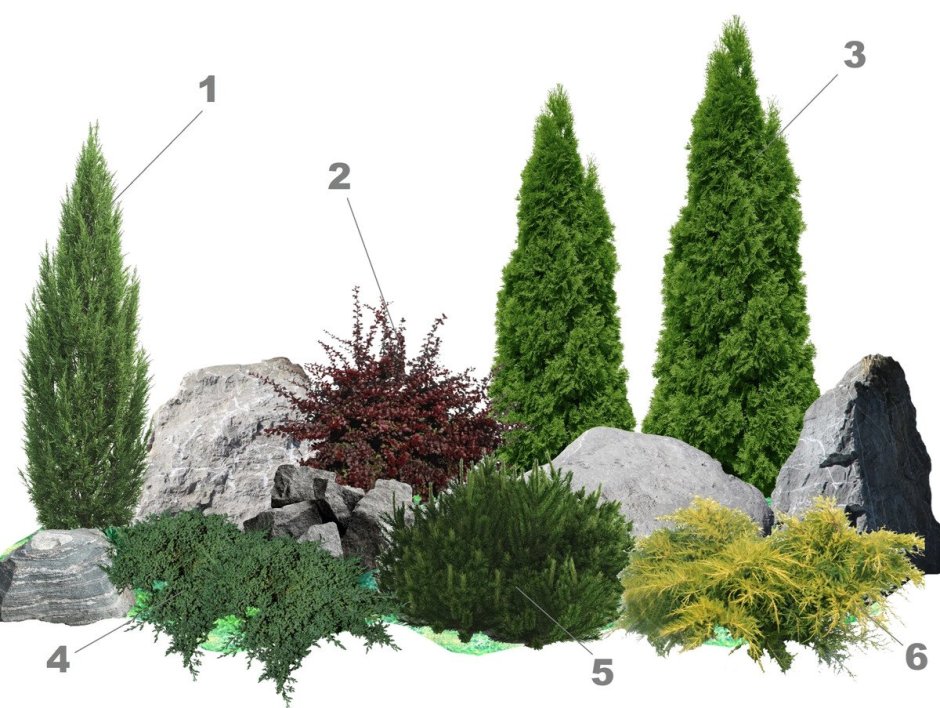 Туя Смарагд,сосна Горная