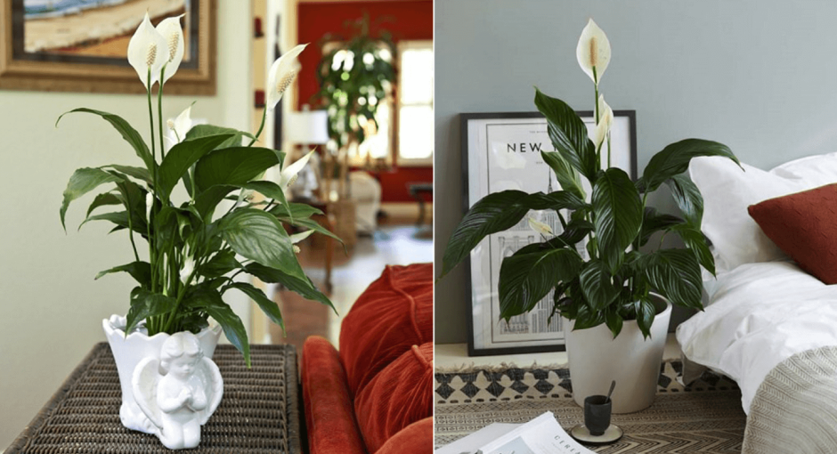 Куркума Лечуза