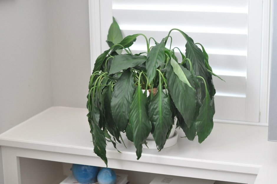 Полезные комнатные растения