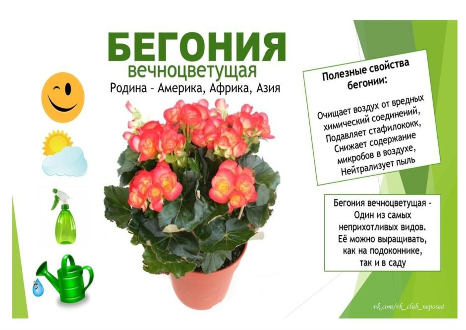 Алгоритм ухода за растениями