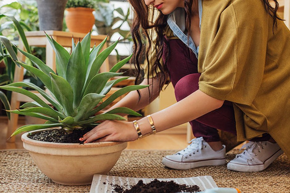 Houseplants Постер