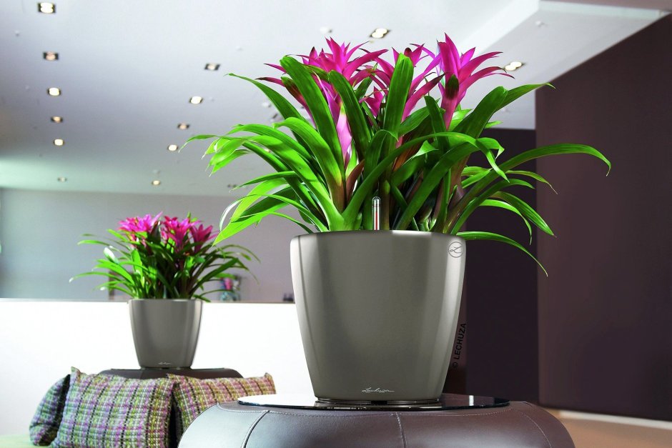 Разнообразие комнатных растений цветущие