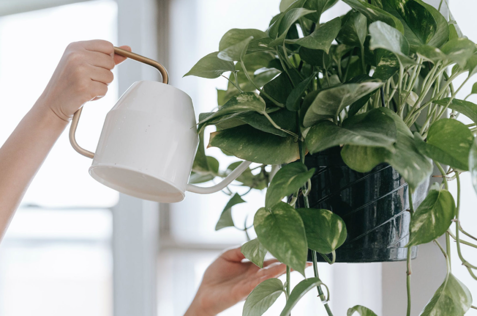 Монстера крупнолистная