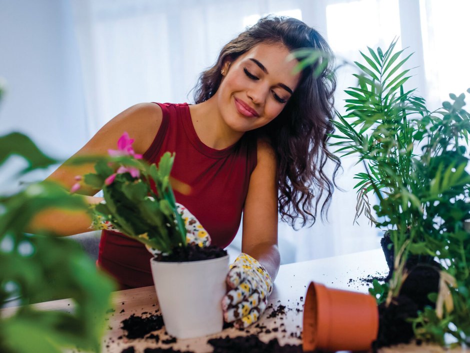 Человек и комнатные растения