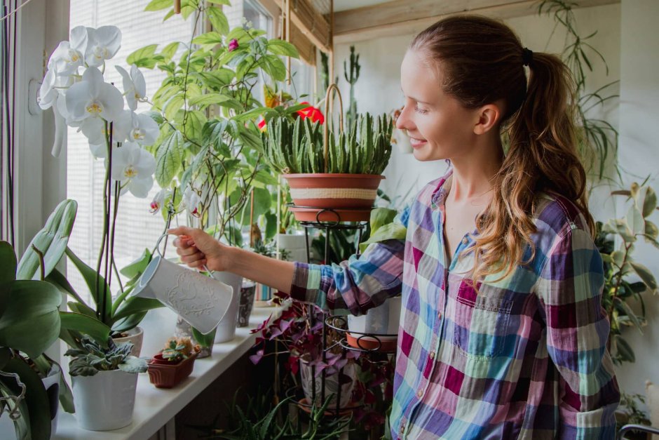 Цветоводство комнатные цветы