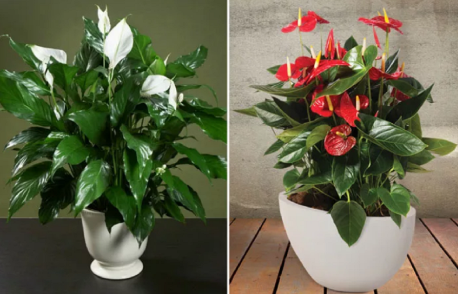 Фикус каучуконосный