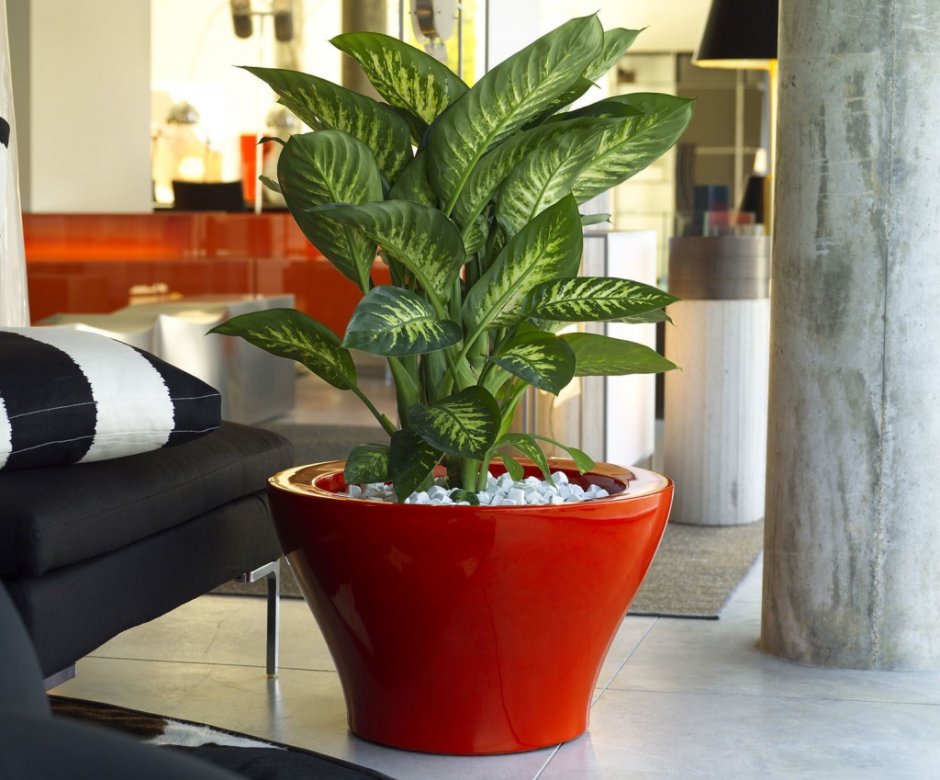 Цветок комнатный спатифиллум приметы